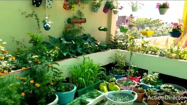 #ClimbingPlants 10 climbing plants for summer (दस बेलदार पौधे )