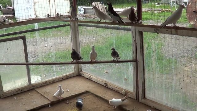 Голуби из Казахстана в Ленобласти смотреть онлайн