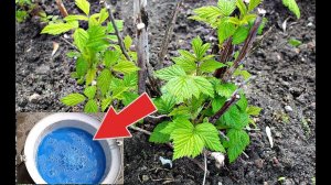 Обработайте этим средством малину в августе-сентябре от всех вредителей и болезней!