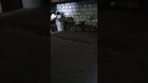 замена амортизатора задней подвески skoda octavia a5 scout