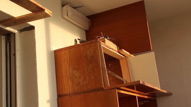 Голуби на балконе. Мои первые голуби. смотреть онлайн