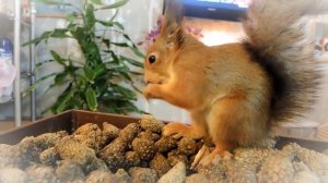 Новогодние каникулы в БелКино