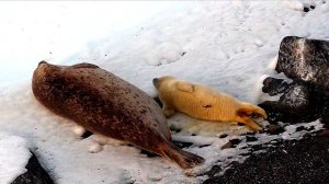 У дальневосточных ларг появляются первые в этом году детёныши