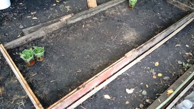 ГОРТЕНЗИЯ КРУПНОЛИСТНАЯ  РАЗМНОЖАЕМ ЭФФЕКТИВНО
