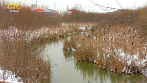 Зеленая вода в реке Люльченке