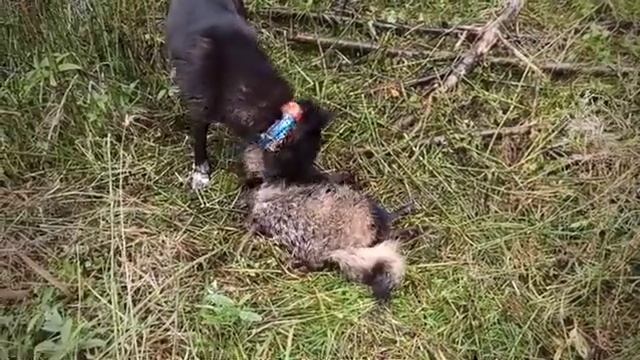 Панда и енотовидная собака смотреть онлайн