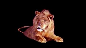 Leo the lion footage v2