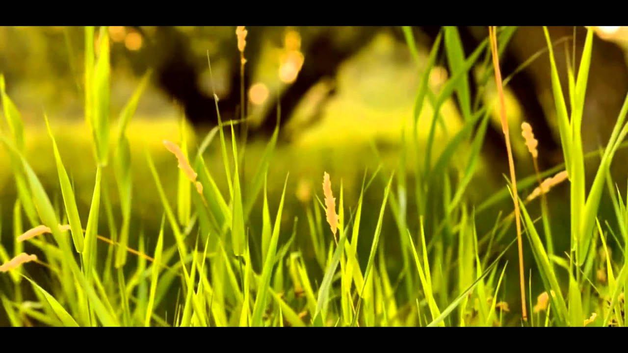 С.Есенин - "кто я, что я? читает С.Безруков смотреть онлайн