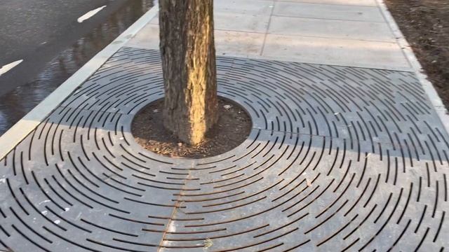 Дерево посреди тротуара, приствольные решетки и самокаты. Грамотный дизайн смотреть онлайн