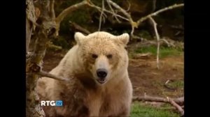 Почему медведь   символ России