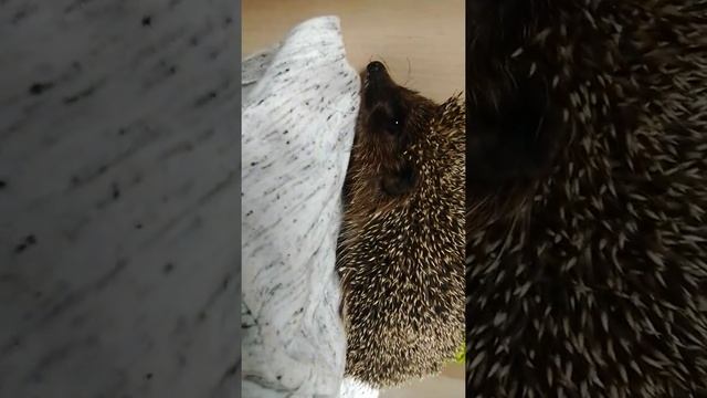 ёжик, живой ёжик hedgehog, live hedgehog igel, lebender igel .kirpi canlı kirpi.таралеж, жив тарале смотреть онлайн