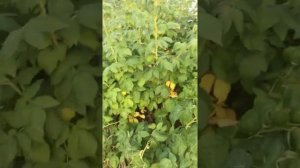 Малина золотые купола, абрикосовая 2019