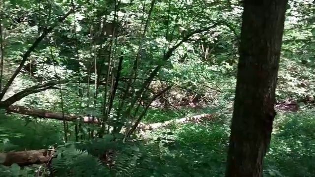 УШЛА в ЛЕС с ПОДПИСЧИКОМ. НАШЛИ СТОЯНКИ в ЛЕСУ и ЛИСЬИ НОРЫ. ИСПЫТАНИЕ ГАМАКА REBEL GEARS. смотреть онлайн