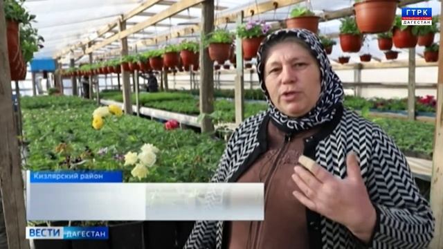 Садовод-любитель в ответ на санкции готова выращивать голландские розы в Кизлярском районе смотреть онлайн