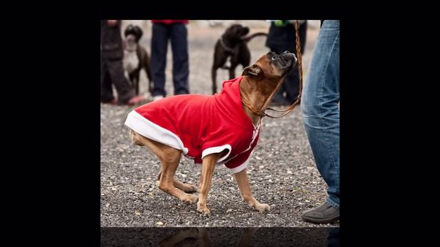 Барыня Габи смотреть онлайн