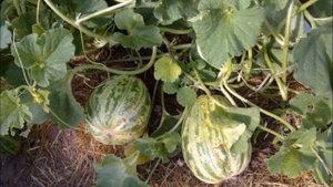 Корейская мини-дыня и снеп-горох