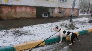 Неуправляемый амстафф Танк напал на лайку