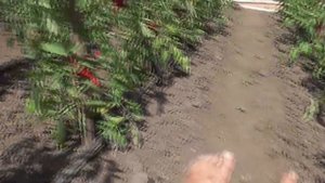 График подкормок томатов. Когда подкормить томаты? Ольга Чернова.