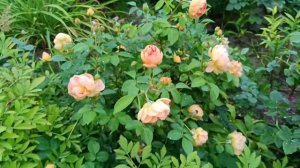 Роза Пэт Остин ( Pat Austin)