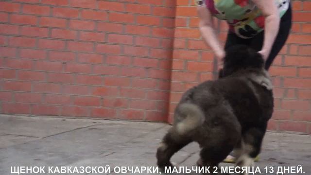 Продается щенок Кавказской овчарки, мальчик. www.r-risk.ru +79262205603 Ягодкина Татьяна