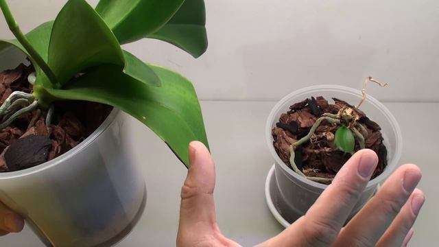 НОВЫЙ цветонос ОРХИДЕИ после её РАЗДЕЛЕНИЯ и ПЕРЕСАДКИ, уход и ИТОГ смотреть онлайн