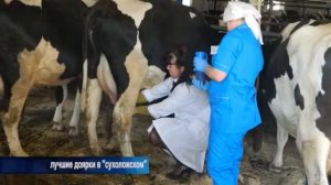 лучшие доярки в  сухоложском