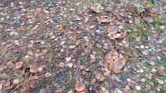 ОПЯТЬ ЗА ГРИБАМИ ) БЕЛЫЕ , ОПЯТА , МАСЛЯТА , И ДРУГИЕ ГРИБЫ . смотреть онлайн