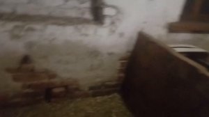 Что делать если у козочки не хватает молока для козлят.