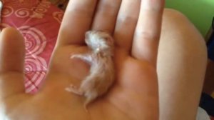 Срочная новость! Один из хомячков не двигается