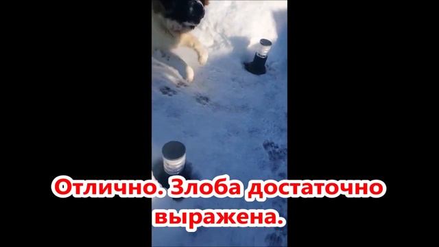 Московская сторожевая и нем овчарка. Охрана участка. смотреть онлайн