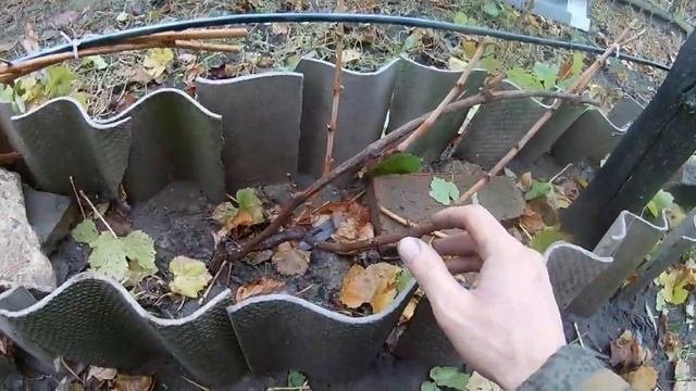 Обрезка винограда!!! самый простой и эффективный способ+[Бесштамбовая формировка]