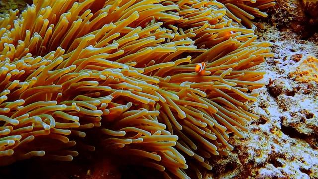 false clown fish family known as nemo fish on pink green anemone r смотреть онлайн