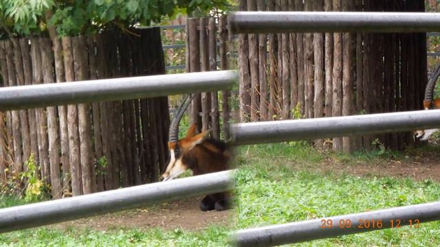 Московский зоопарк 29.09.2016 года смотреть онлайн