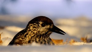 Дикие выходные с Павлом Глазковым. 10 февраля