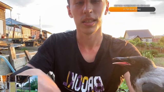 Серый кардинал и ворон Гоша (продолжение). смотреть онлайн