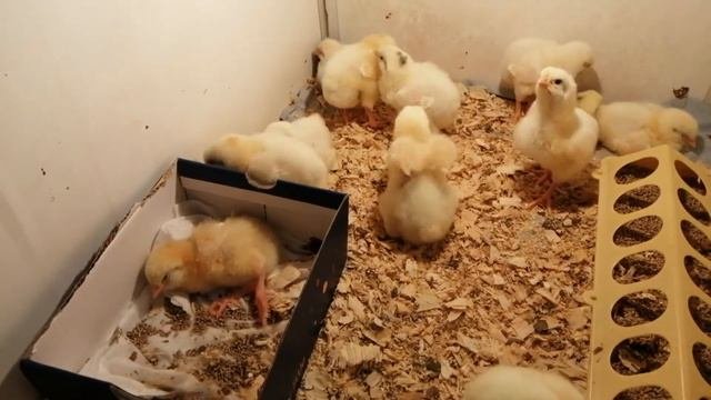 Выращивание бройлеров ,с 1 по 5 сутки