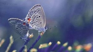 10 САМЫХ МАЛЕНЬКИХ ЖИВОТНЫХ В МИРЕ