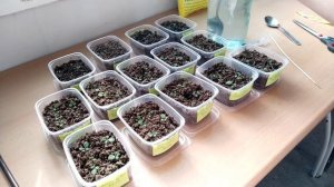 Кальциевая селитра для рассады цветов