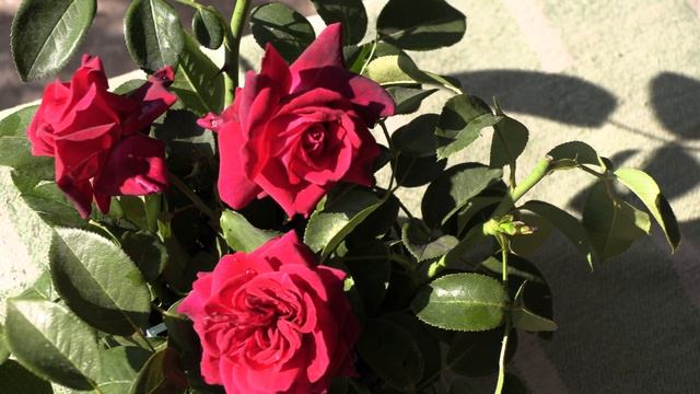 роза графиня Диана, питомник роз Полины Козловой, rozarium.biz, roses of Polina Kozlova смотреть онлайн