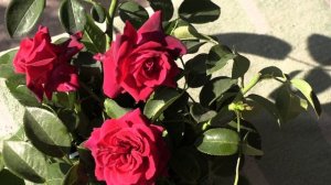 роза графиня Диана, питомник роз Полины Козловой, rozarium.biz, roses of Polina Kozlova