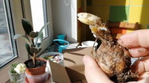 Лилии 'Фейри Монинг', 'Мистери Дрим' и другие - обзор заказа от агрофирмы Поиск. Март 2024