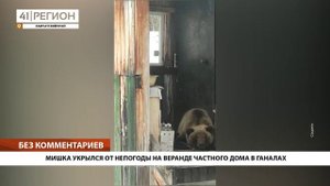 •БЕЗ КОММЕНТАРИЕВ: МИШКА УКРЫЛСЯ ОТ НЕПОГОДЫ НА ВЕРАНДЕ ЧАСТНОГО ДОМА В ГАНАЛАХ•