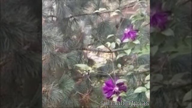 ЦВЕТЫ ОСЕННИЕ МИЛЕЙ... смотреть онлайн