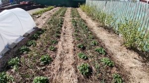 Первый уход за клубникой весной - санитарная обрезка, внесение удобрения, рыхление. Обзор посадок.