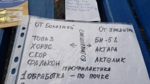 Обработала розы от тли и пятнистости после Первой Волны цветения,юг 26 июня 2021 года