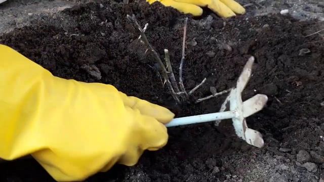 Реанимация роз весной. Что делать если розы черные.