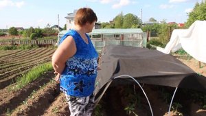 Высадка рассады помидор в открытый грунт.