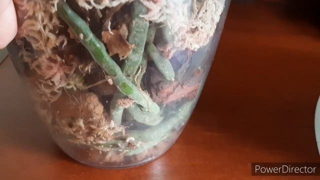 Орхоновости/ Сансет Лав Цветение 16 февраля 2022г. смотреть онлайн