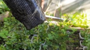 Укоренные черенки самшита