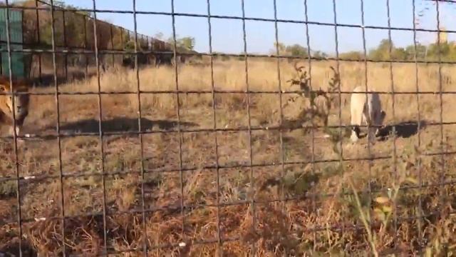 Жизнь Алекса с выпуска в том году и его односельчан))) Тайган. Белогорск. Крым. смотреть онлайн